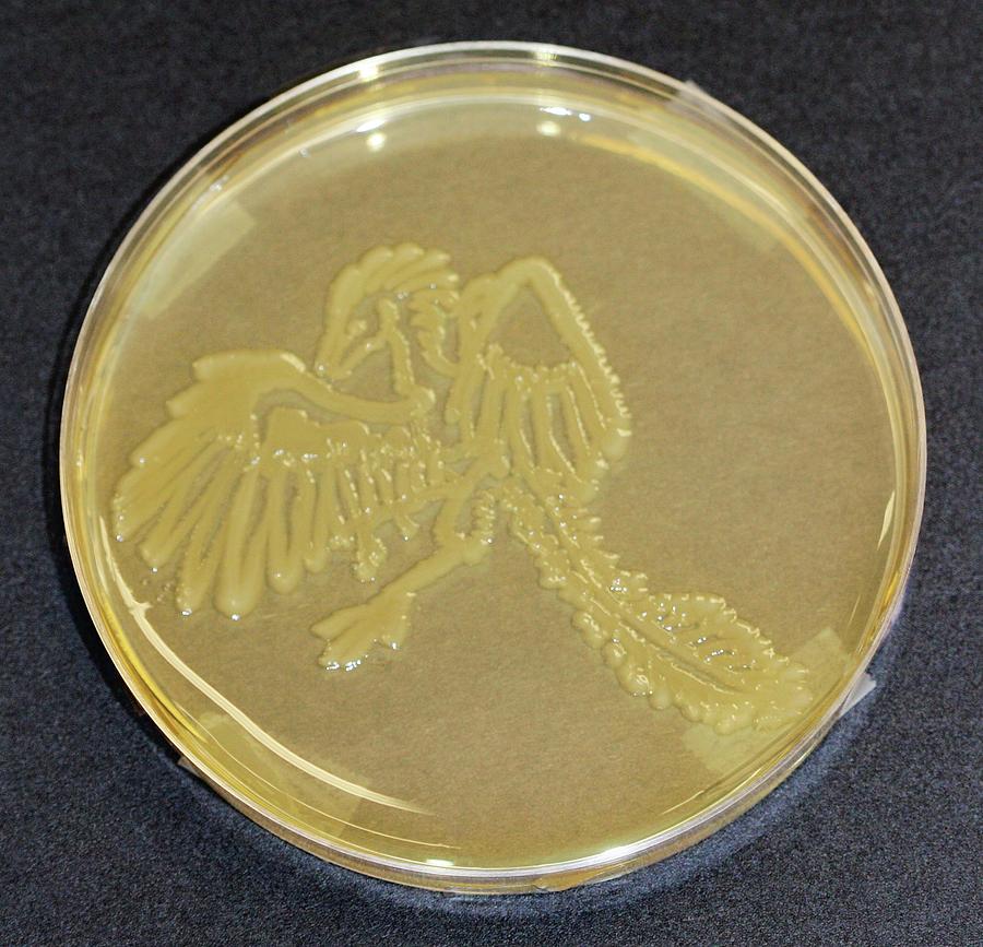 Archaeopteryx Photograph by Gregory Lab/microbialart.com/science Photo Library