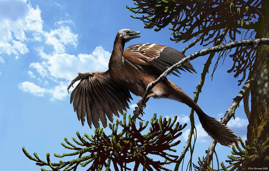 Archaeopteryx Photograph by Jaime Chirinos