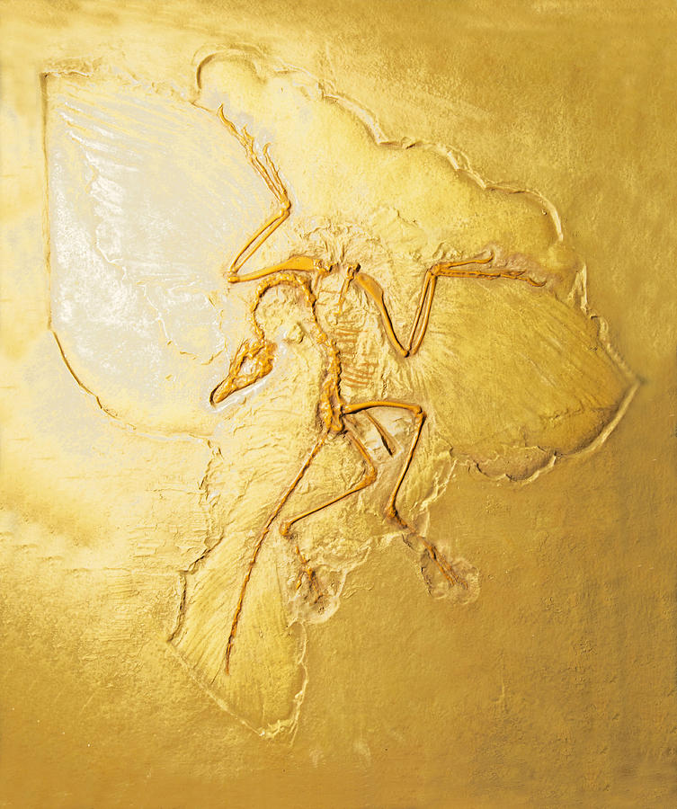 Archaeopteryx Photograph by Millard H Sharp