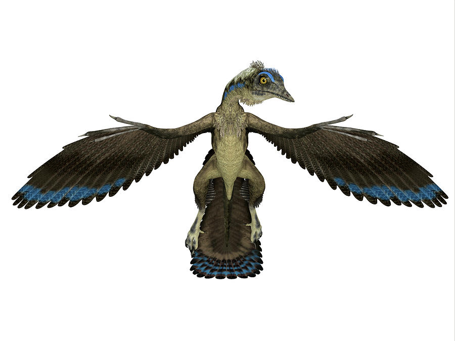 Archaeopteryx Reptile, Front View Photograph by Corey Ford - Fine Art ...