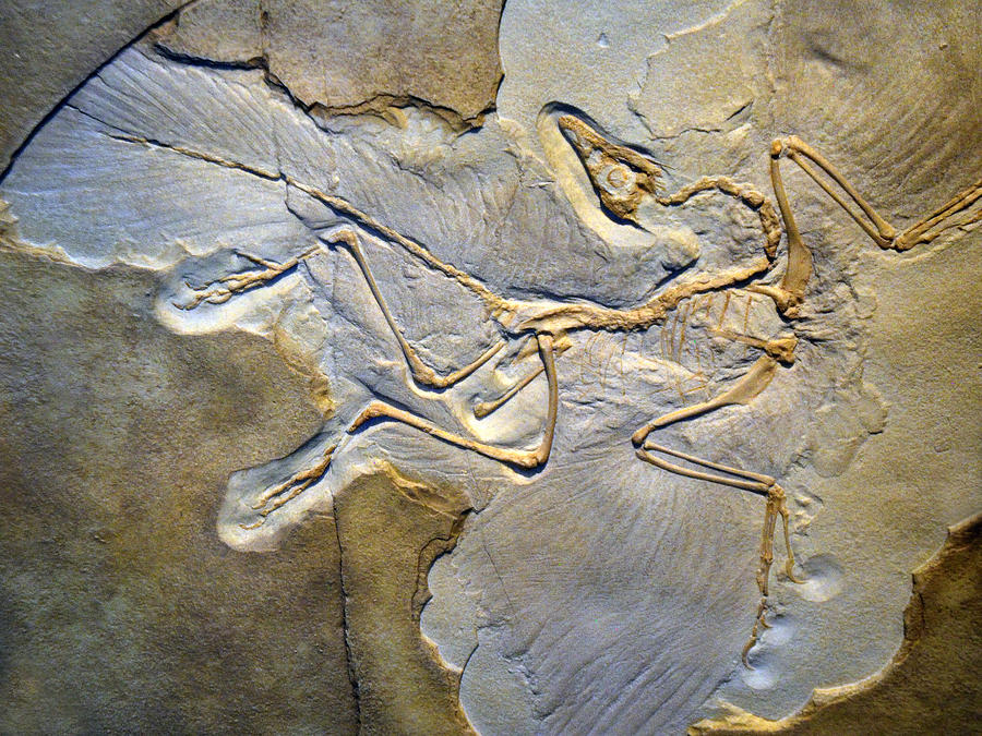 Archaeopteryx Photograph by Tony Beck