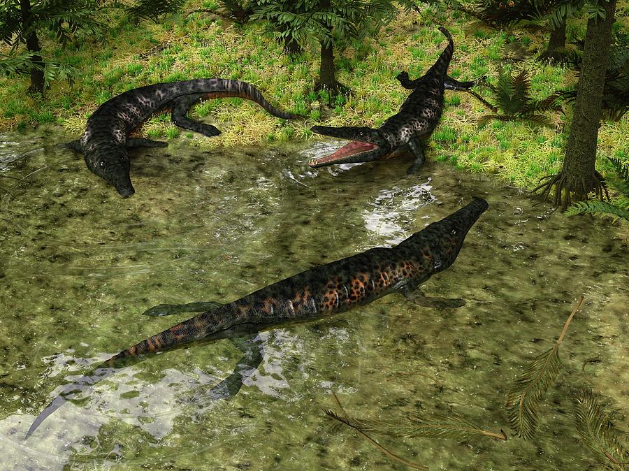 Prehistoric Photograph - Archegosaurus Amphibians by Walter Myers