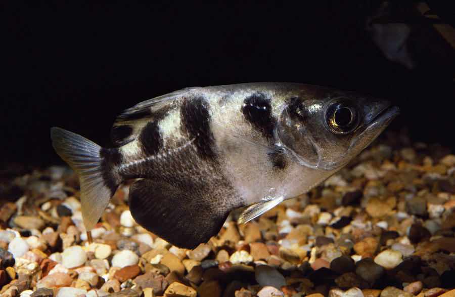 Archerfish Toxotes Chatareus Photograph by Gary Retherford