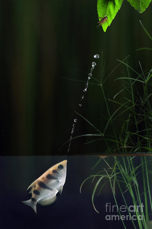 Archerfish With Prey Photograph by Scott Linstead