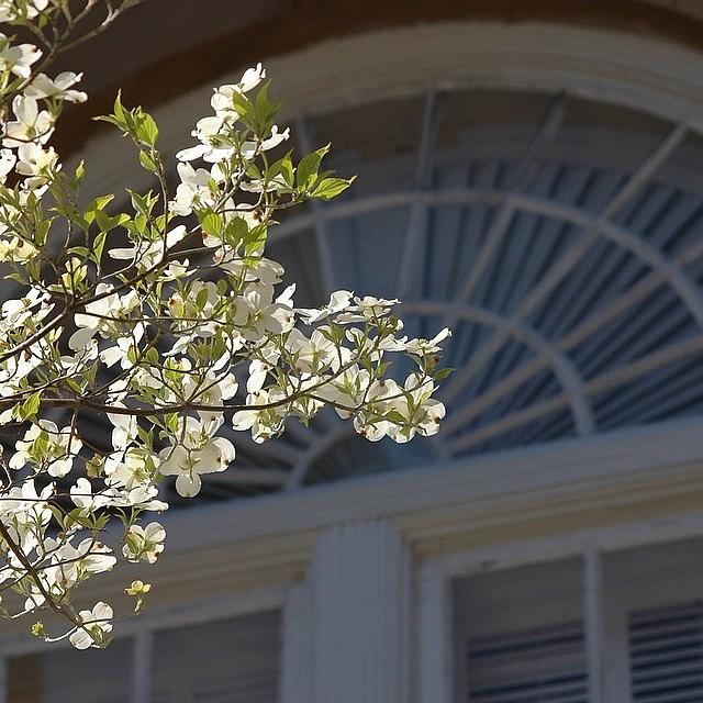 Charleston Photograph - Arches And Dogwoods, St. Phillips #chs by Jonathan Jackson