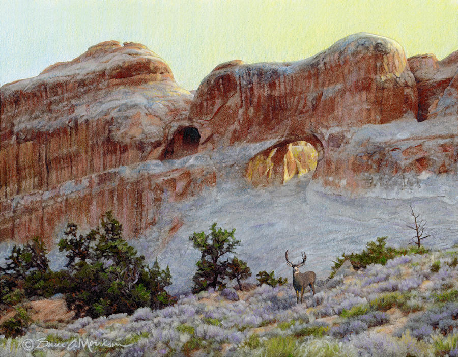 Arches National Park Drawing - Arches Mulie by Bruce Morrison