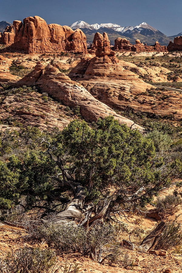 Arches Spires Photograph by Wes and Dotty Weber