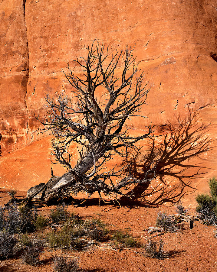 Arches Tree Photograph by Jamieson Brown
