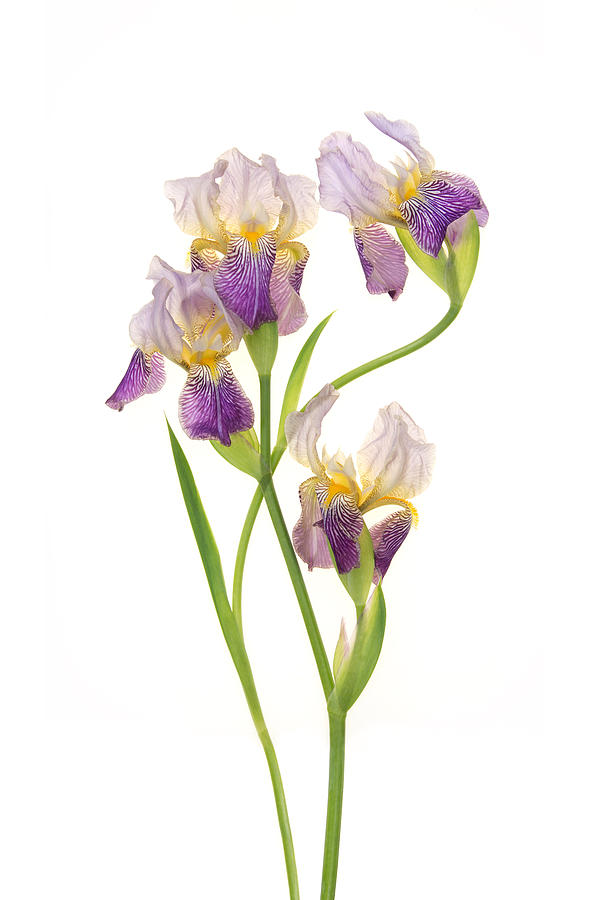 Arching Irises Photograph by Leda Robertson