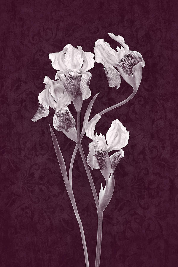 Arching Irises two-tone Photograph by Leda Robertson