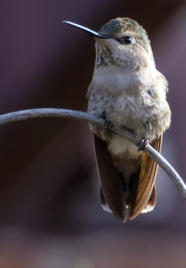 Archway Hummingbird Photograph by Michael Moriarty Archway Hummingbird Photograph by Michael Moriarty