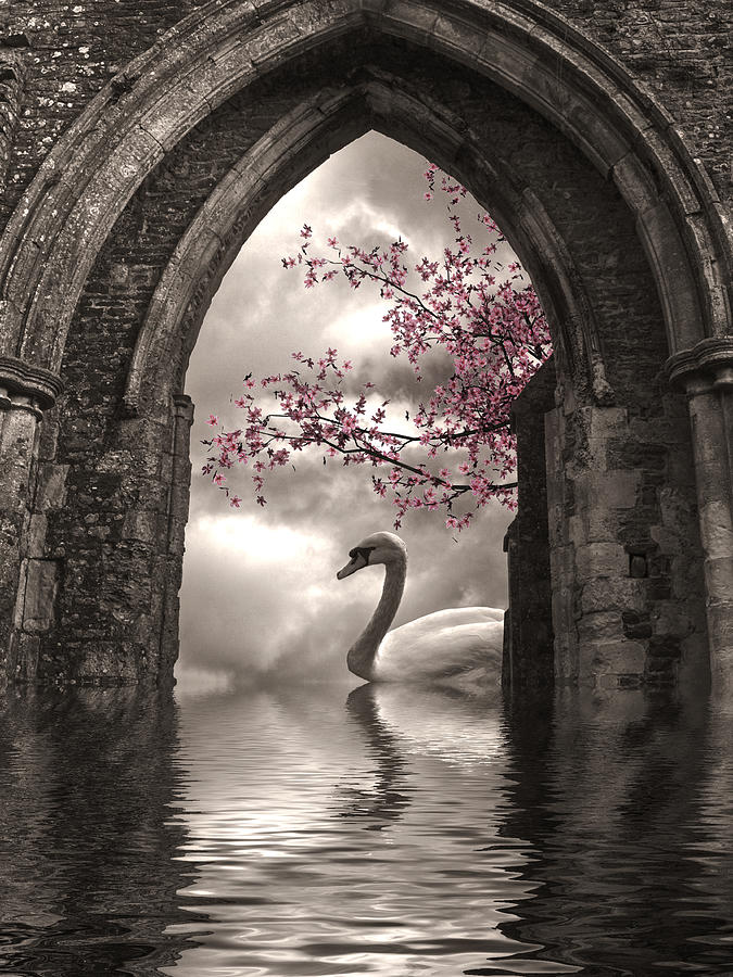 Swan Photograph - Archway to Heaven by Sharon Lisa Clarke
