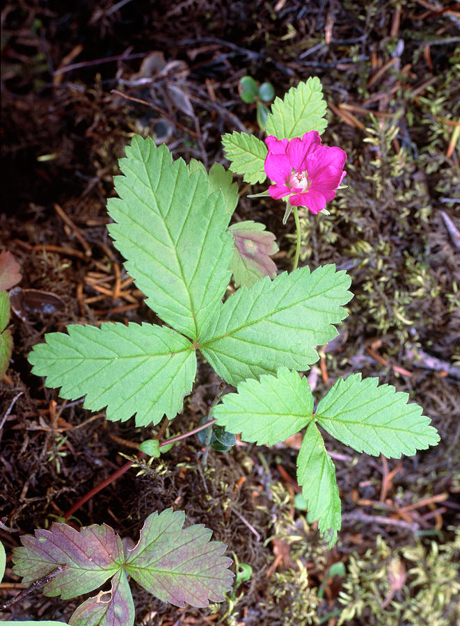 Nature Photograph - Arctic Bramble Flower (rubus Arcticus) by Bjorn Svensson/science Photo Library