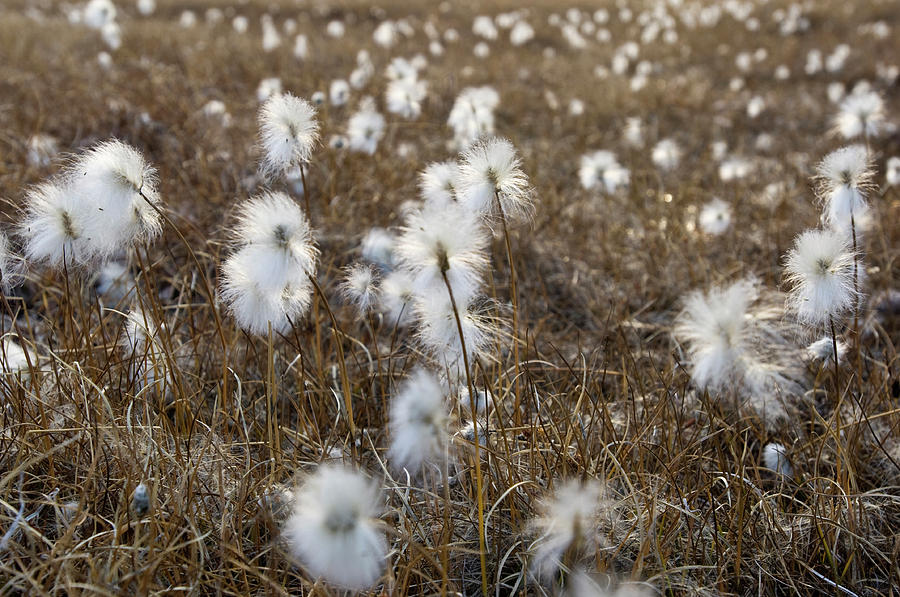 Holiday Photograph - Arctic Cotton Grass, Bredefjord, North by Daisy Gilardini