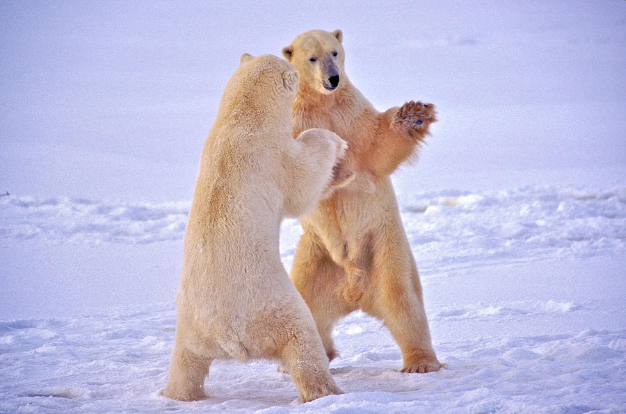 Arctic Dance Photograph by Randy Green