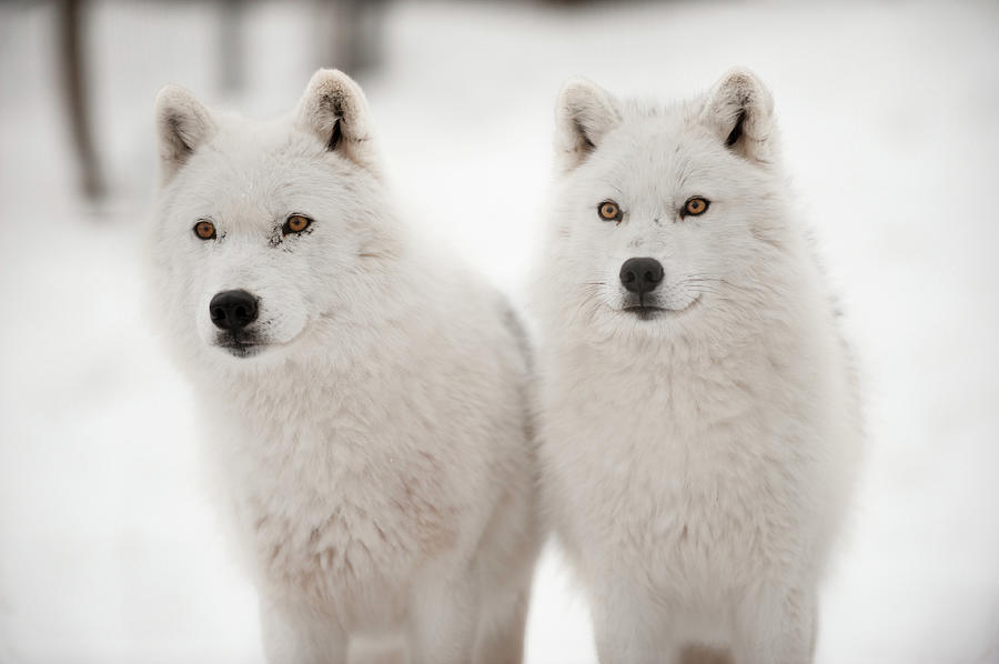 Arctic Duet Photograph by Pndtphoto