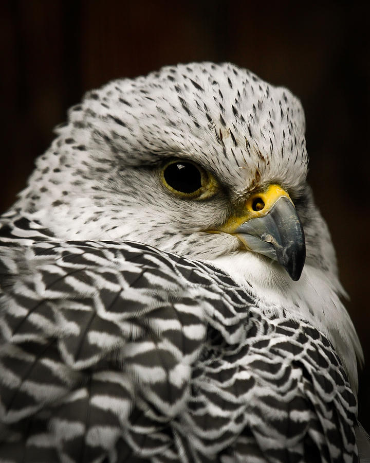 Arctic Falcon Photograph by Steve McKinzie