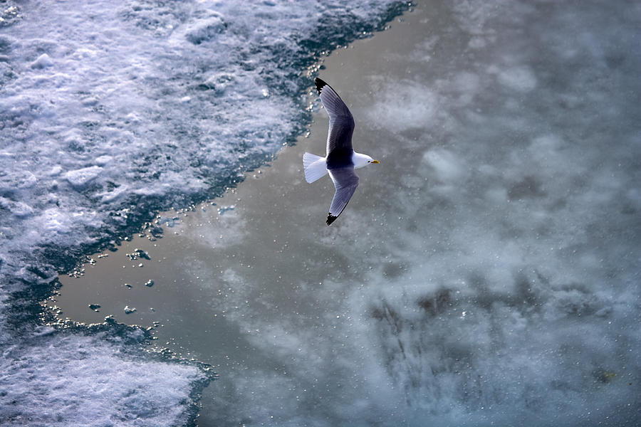 Arctic Flight Photograph by Randy Green