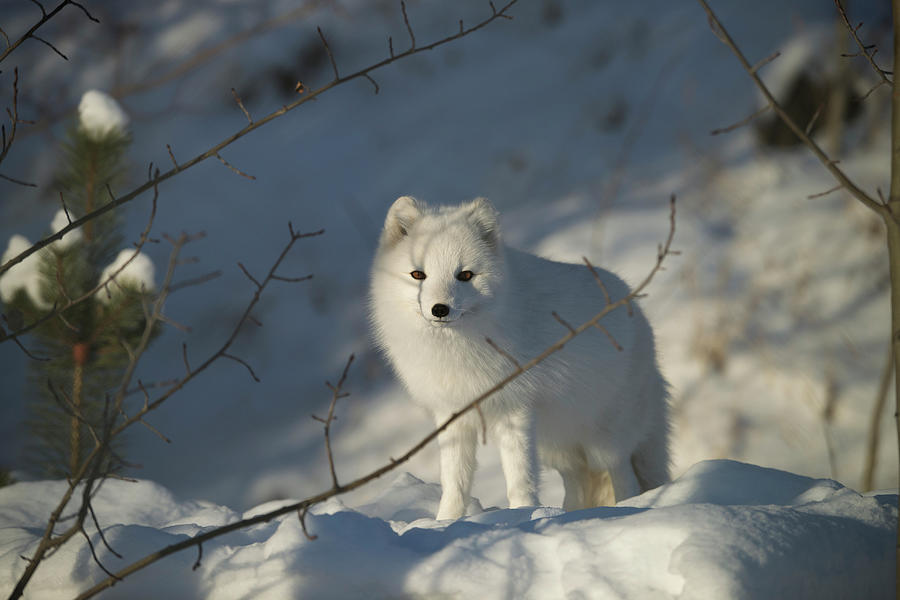 Arctic Fox Alopex Lagopus In White Phase Photograph by Mark Newman