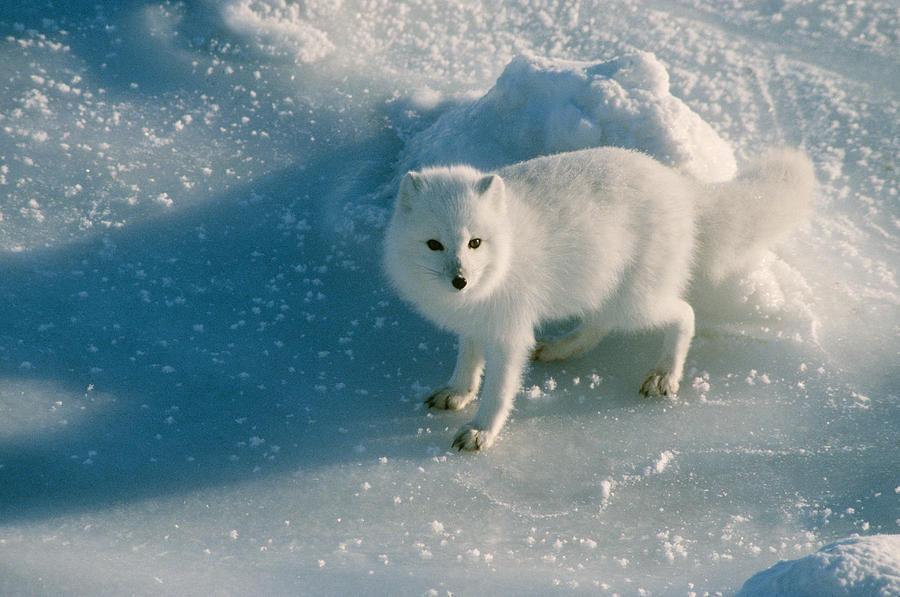 Fox Photograph - Arctic Fox Alopex Lagopus In Winter by Dan Guravich