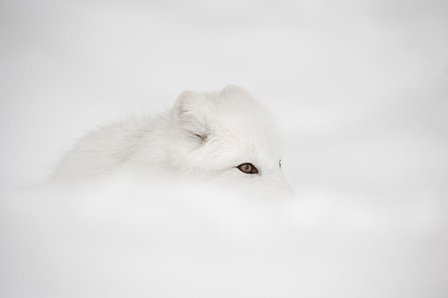 Arctic Fox Photograph by Andy Astbury
