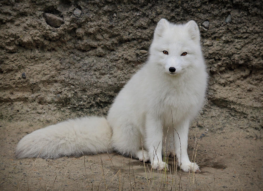 Arctic Fox Photograph by Athena Mckinzie