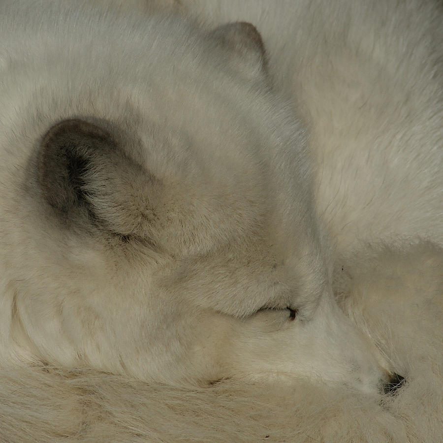 Arctic Fox Photograph by Ernest Echols