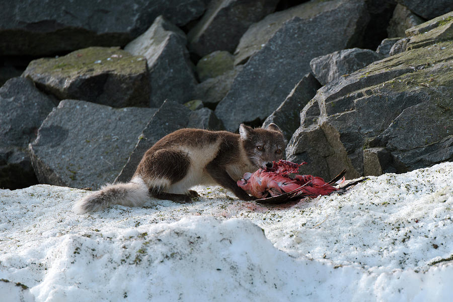 Arctic Fox Feeding On A Seabird Photograph by Dr P. Marazzi