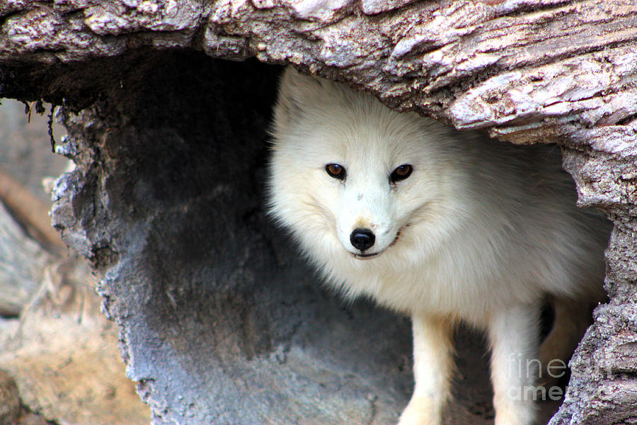 Arctic Fox In A Log Photograph