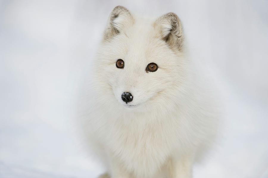 Arctic Fox In The Snow Photograph by Dr P. Marazzi/science Photo ...