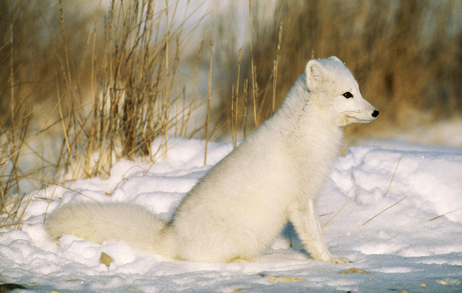 Arctic Fox Photograph by M. Watson