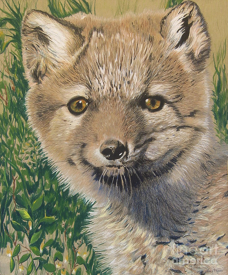 Nature Drawing - SOLD Arctic Fox by Nancy  Parsons