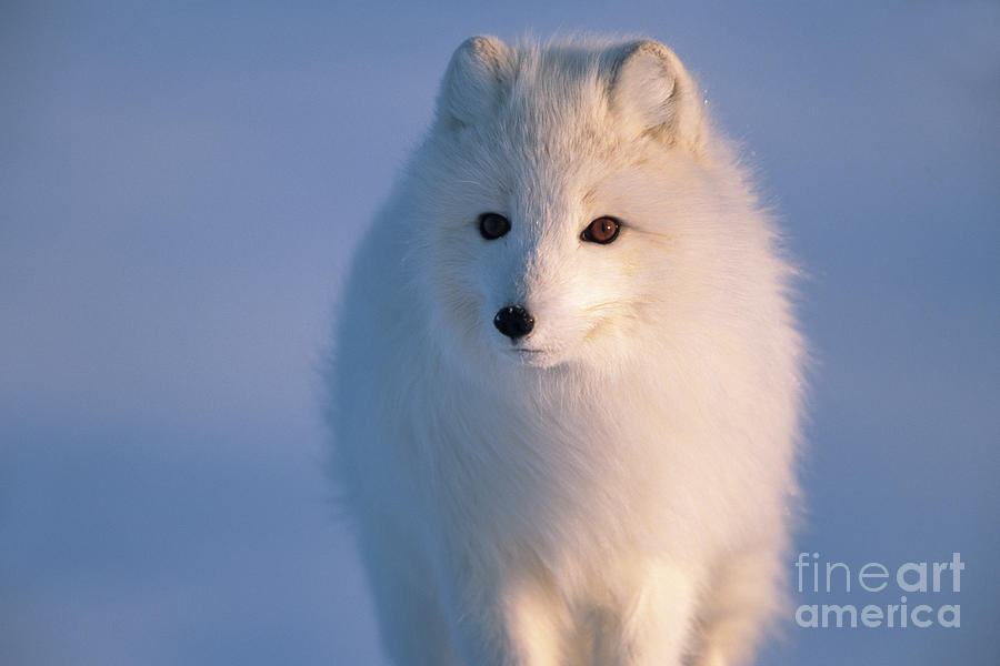 Animal Photograph - Arctic Fox, Alaska by Yva Momatiuk and John Eastcott