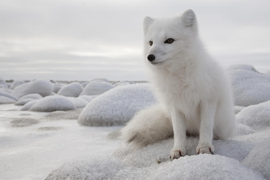 Arctic Fox On Frozen Tundra Churchill Photograph by Matthias  Breiter