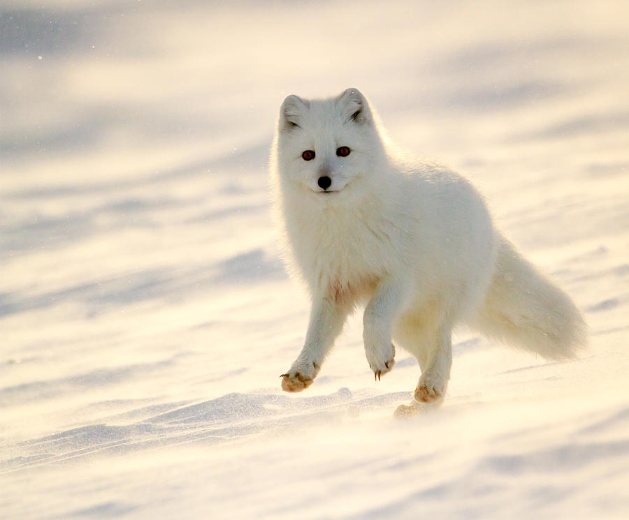 Arctic Fox on the Run Photograph by John Yates - Fine Art America
