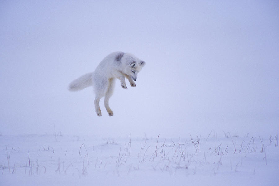 Arctic Fox Hunting Prey