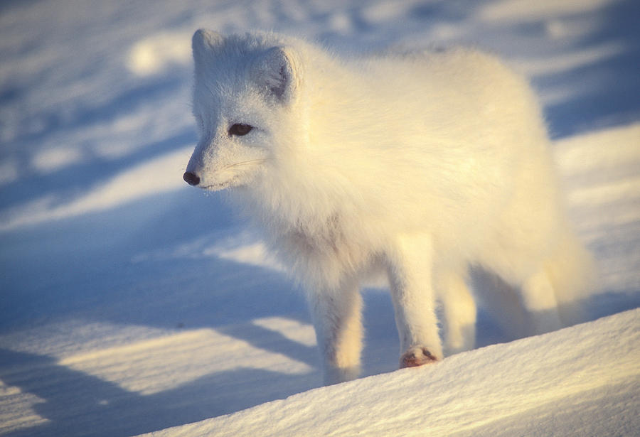 Arctic Fox Photograph by Randy Green
