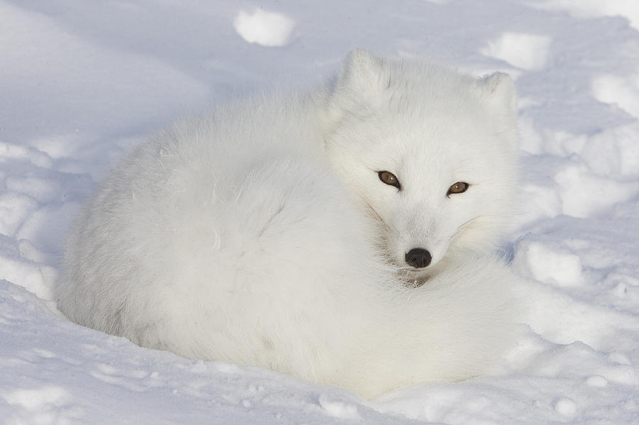 Arctic Fox Resting Churchill Canada Photograph by Matthias  Breiter
