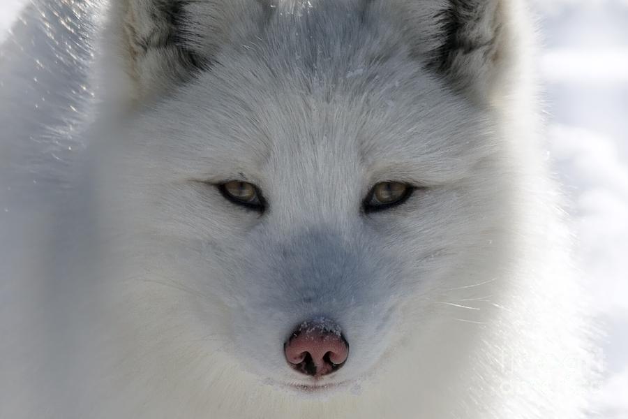 Arctic Fox Photograph by Rick Mousseau - Fine Art America