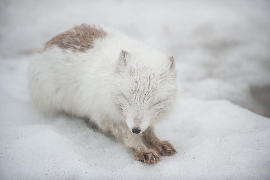 Wildlife Photograph - Arctic Fox by Roarshack Photography