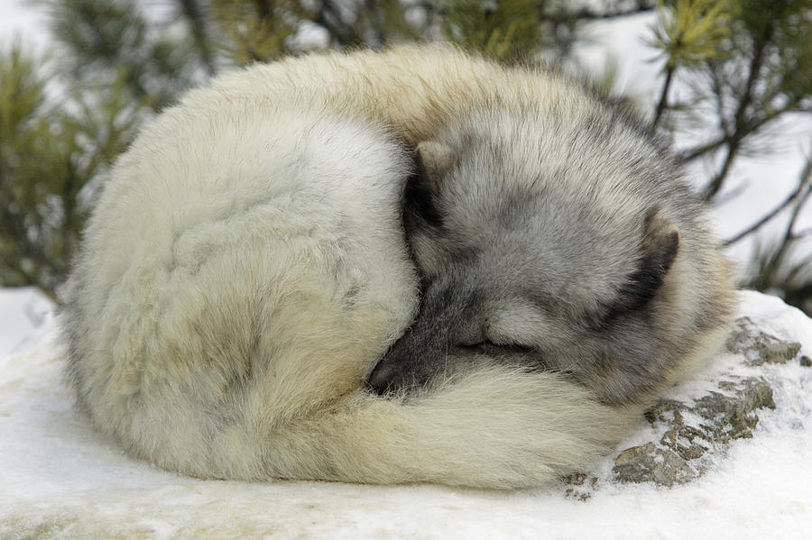 Arctic Fox Sleeping Photograph by Duncan Usher - Fine Art America