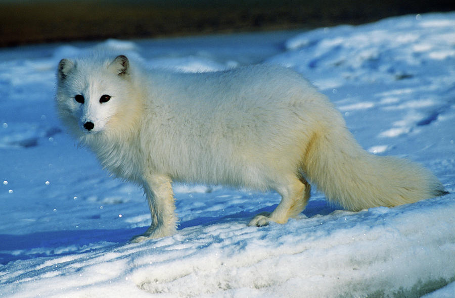 Arctic Fox Standing In Snow Photograph by Animal Images - Fine Art America