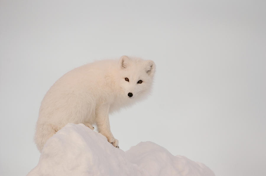 Wildlife Photograph - Arctic Fox Stands In Late Afternoon Sun by Tom Soucek