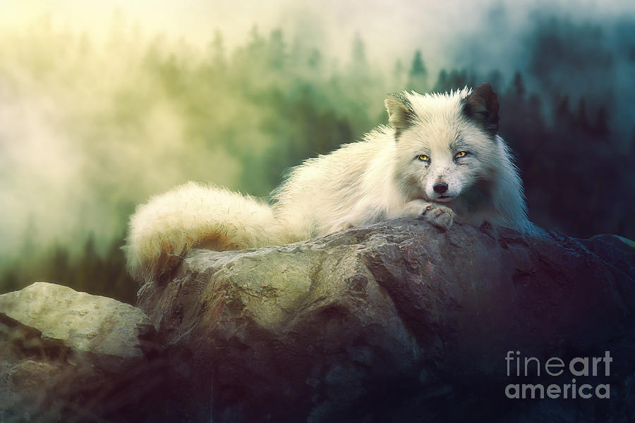 Nature Digital Art - Arctic Fox by Tamara Rouwendal