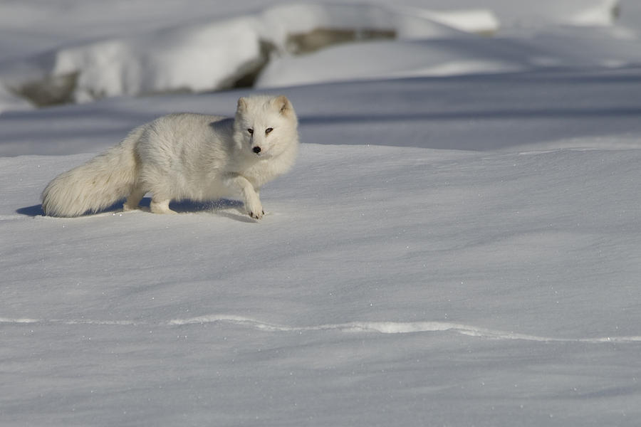 Arctic fox vulpes lag opus Photograph by Carol Gregory - Fine Art America