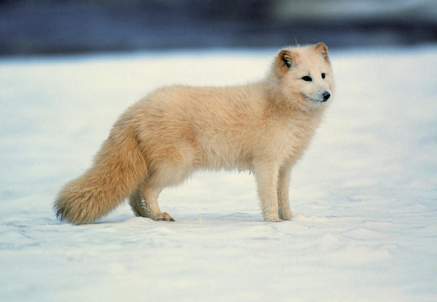 Arctic Fox Photograph by William Ervin/science Photo Library