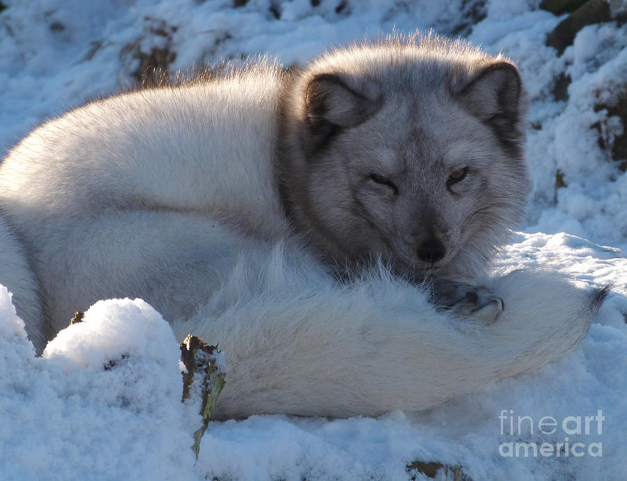 Arctic Fox - winter coat Photograph by Phil Banks