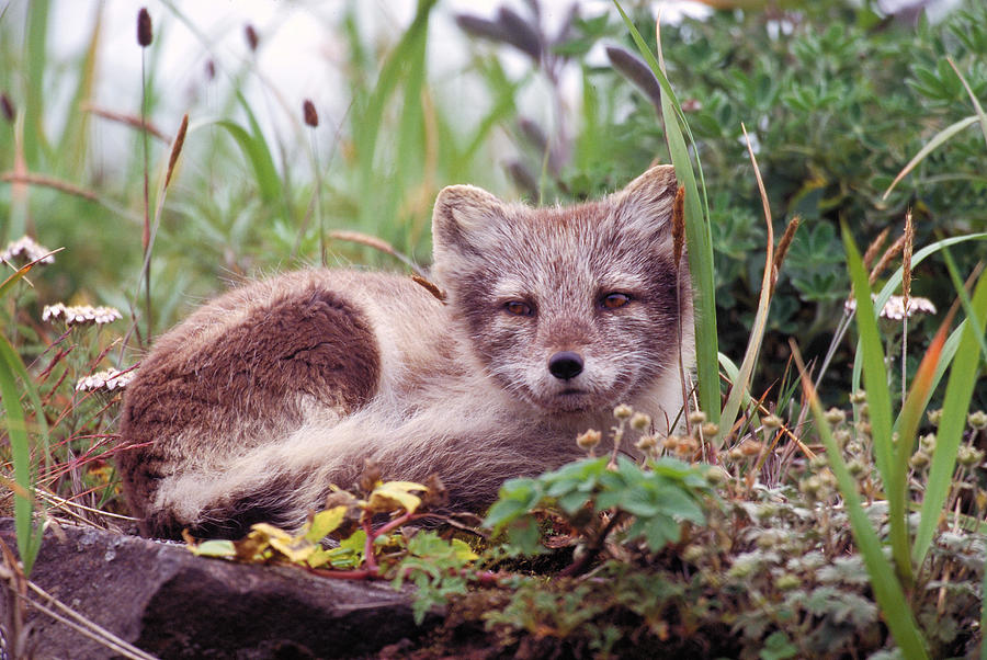 Mammal Photograph - Arctic Fox by Yva Momatiuk & John Eastcott