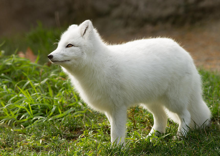 White fox фото