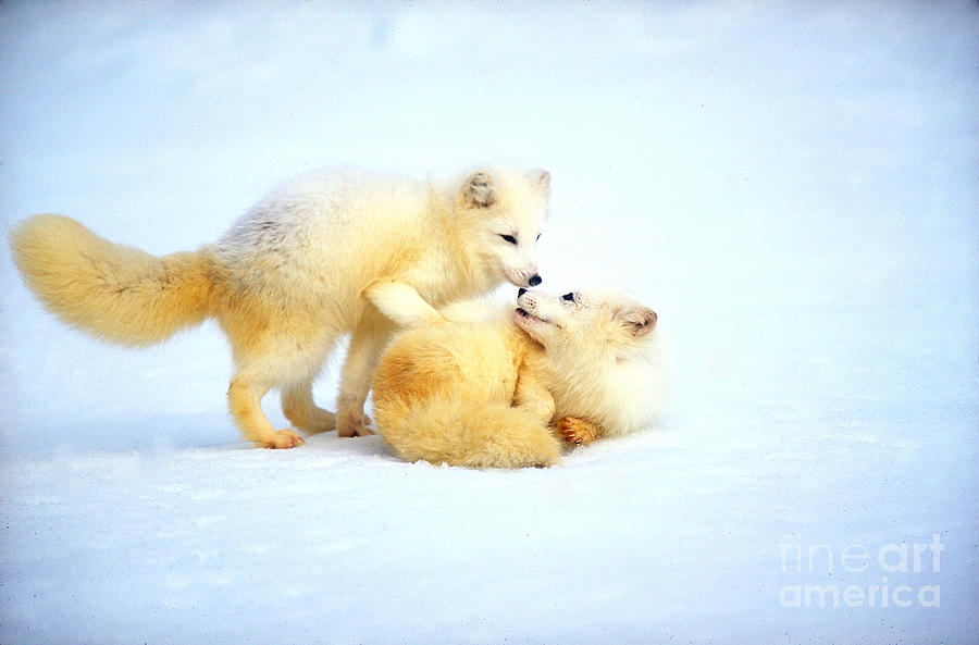 Mammal Photograph - Arctic Foxes At Play by Art Wolfe
